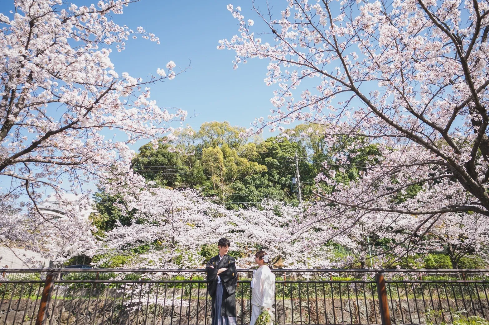 桜　ロケーション撮影